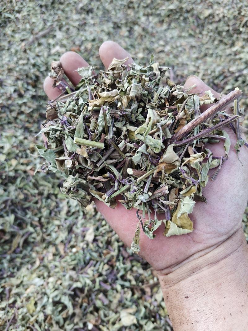 猫须草2022年的头批新货，新鲜青绿，欢迎下单