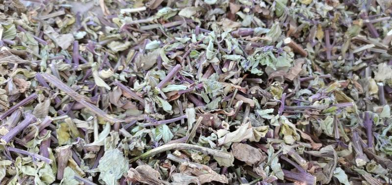 猫须草2022年的头批新货，新鲜青绿，欢迎下单