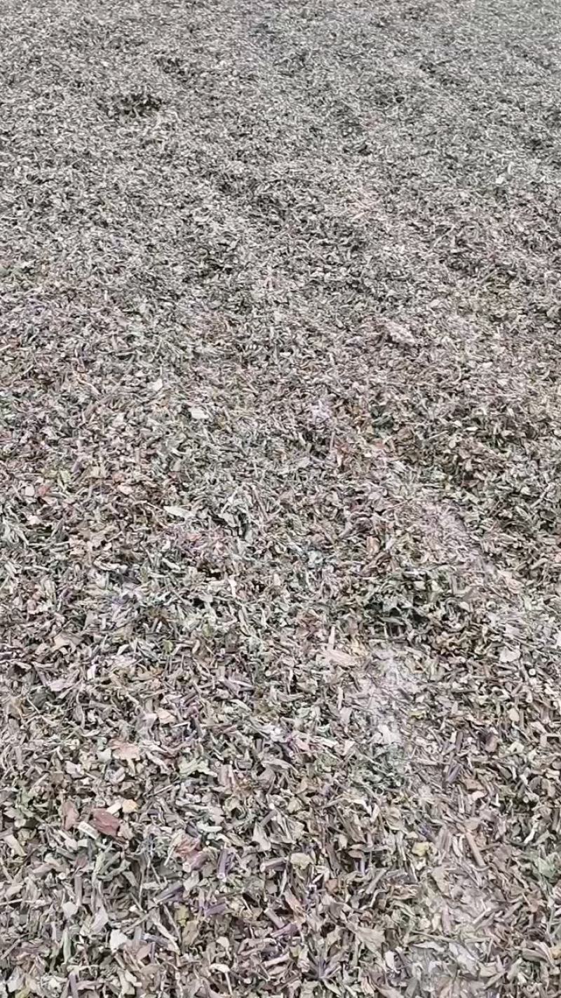 猫须草2022年的头批新货，新鲜青绿，欢迎下单
