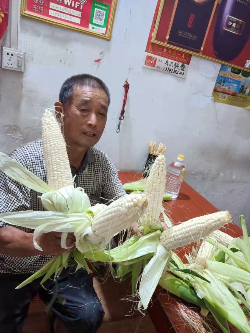 花白糯玉米大量上市中