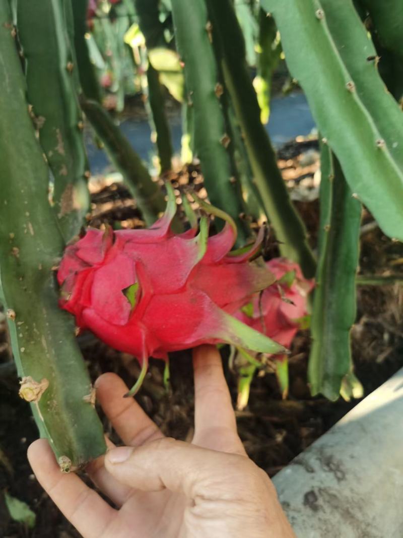 金都一号广西火龙果红心火龙果大量上市随行就市