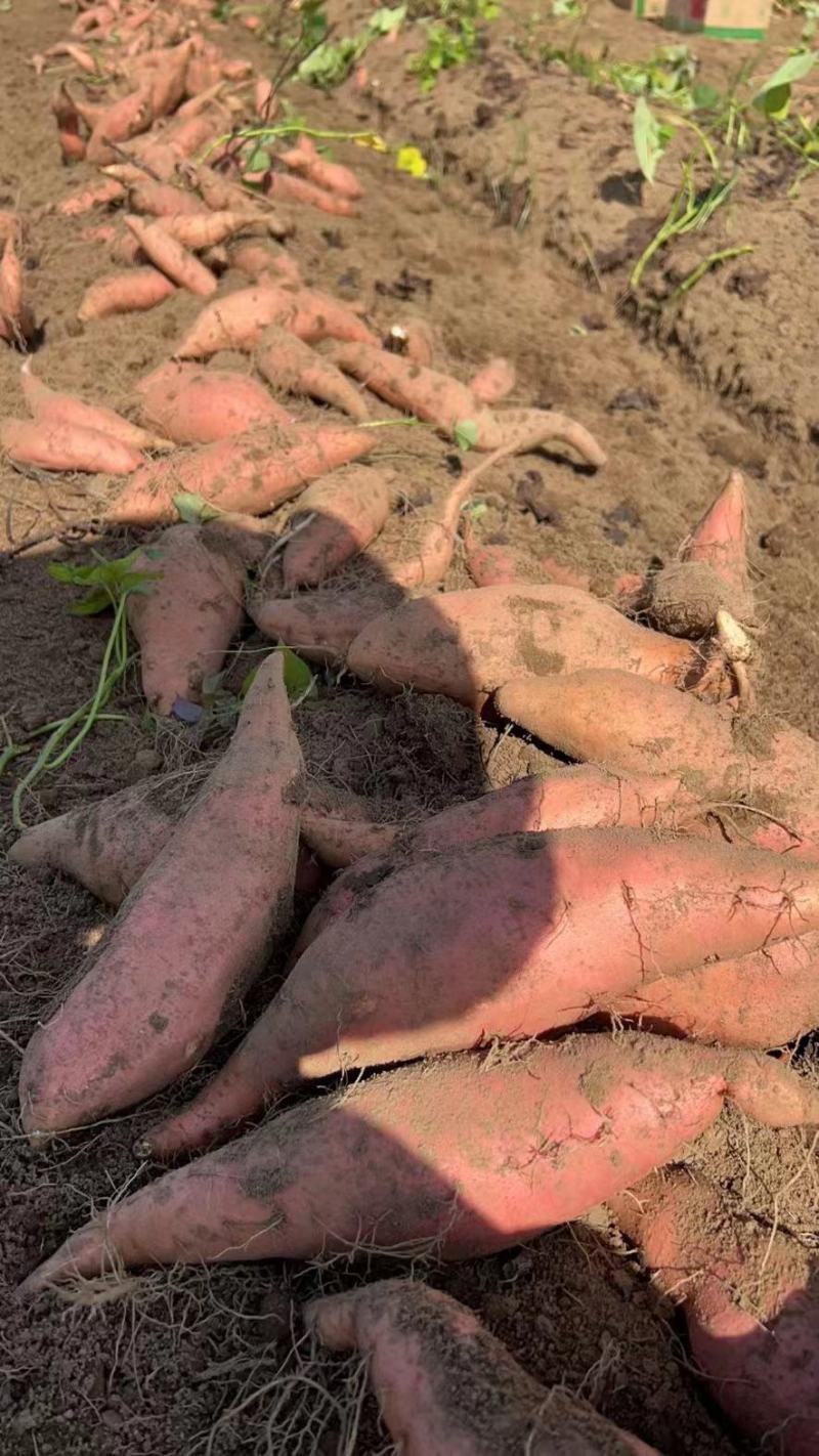 【推荐】西瓜红薯大量出售一手货源基地直供需要的老板联系