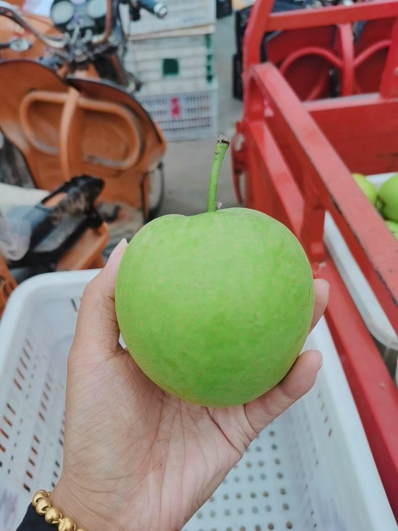 砀山梨皇冠梨大量现货、皮薄脆甜阿、砀山产地
