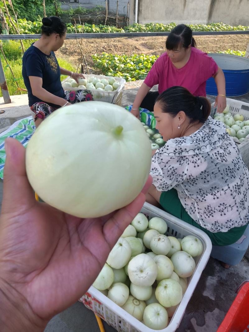 方平美浓甜瓜