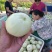 方平美浓甜瓜