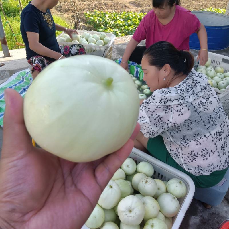 方平美浓甜瓜