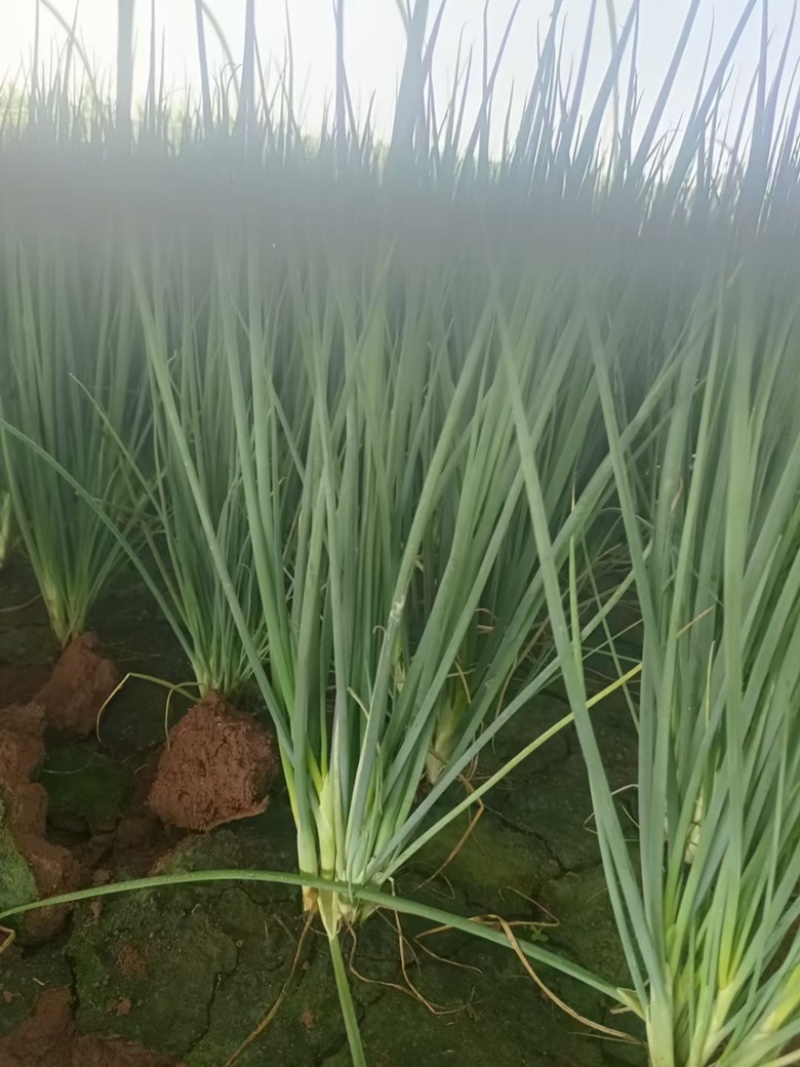 河北邯郸一手货源精品包装四季小葱打包发货一条龙