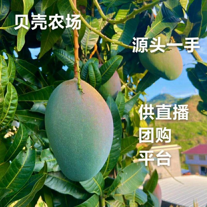 攀枝花凯特芒果澳芒非水仙芒一件代发包邮源头接直播平台团购