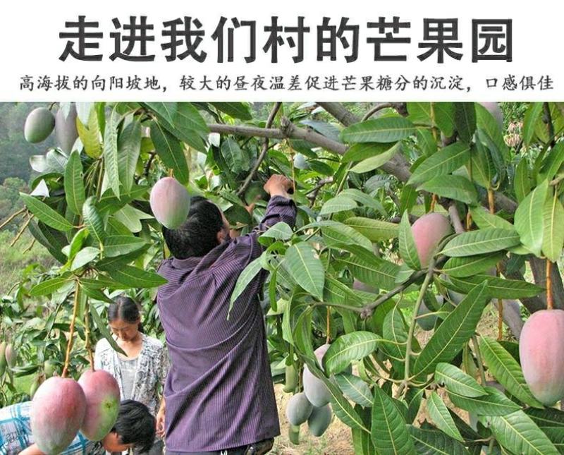 攀枝花凯特芒果澳芒非水仙芒一件代发包邮源头接直播平台团购