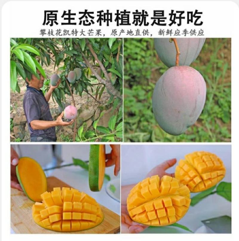 攀枝花凯特芒果澳芒非水仙芒一件代发包邮源头接直播平台团购