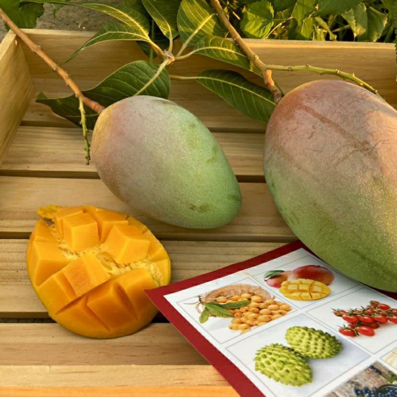 攀枝花凯特芒果澳芒非水仙芒一件代发包邮源头接直播平台团购