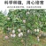 攀枝花凯特芒果澳芒非水仙芒一件代发包邮源头接直播平台团购