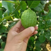 香水柠檬