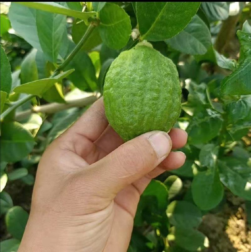 香水柠檬