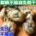 乳山特级小牡蛎干小生蚝干海蛎干海鲜干货大袋新晒饱满蚝干