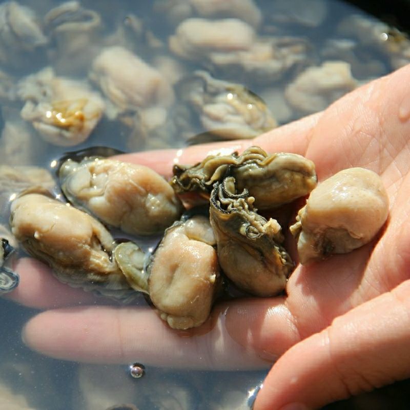 乳山特级小牡蛎干小生蚝干海蛎干海鲜干货大袋新晒饱满蚝干