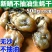 乳山特级小牡蛎干小生蚝干海蛎干海鲜干货大袋新晒饱满蚝干