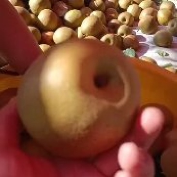 金秋梨