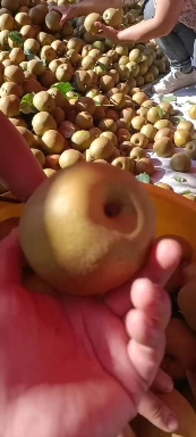 金秋梨
