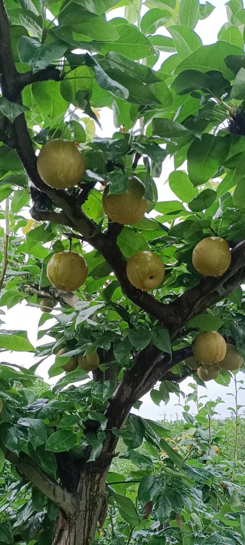 金秋梨