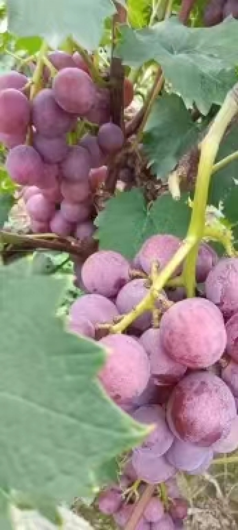 河北广宗巨峰葡萄，沙地葡萄，颜色好，颗粒大，无烂粒……
