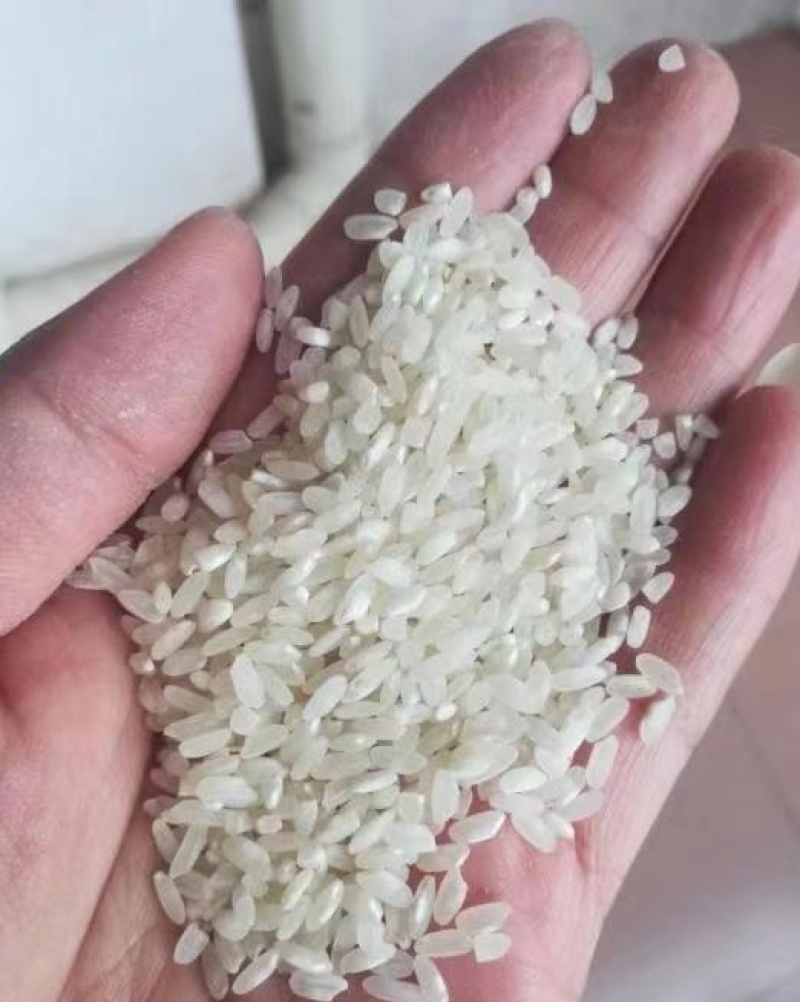 珍桂米做河粉，肠粉专用来