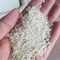珍桂米做河粉，肠粉专用来