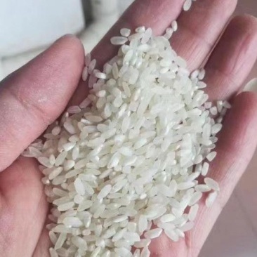 珍桂米做河粉，肠粉专用来