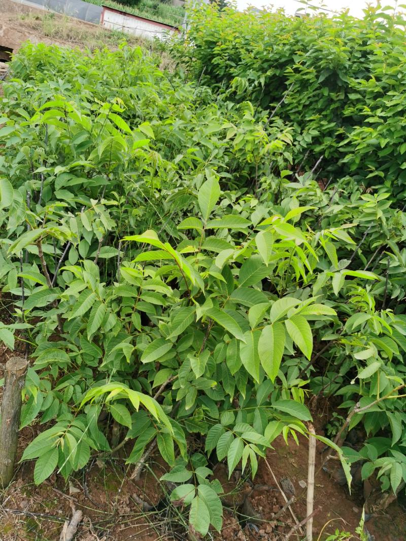 核桃树