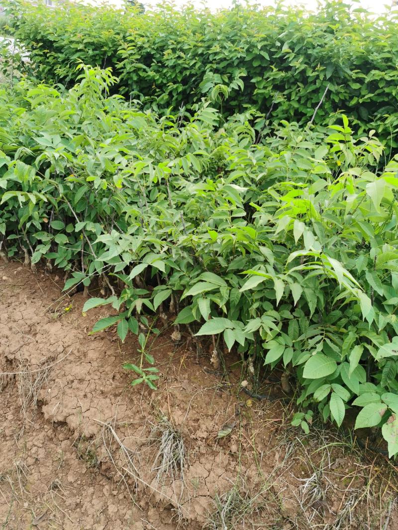 核桃树