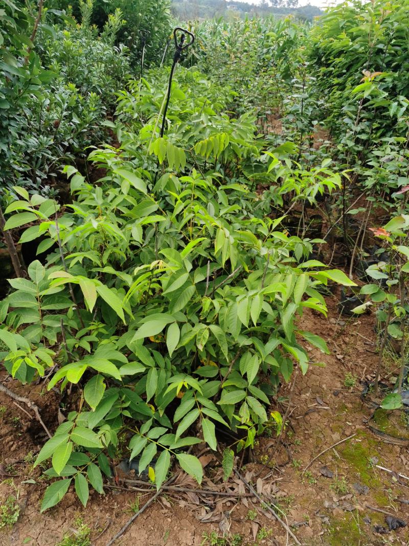 核桃树