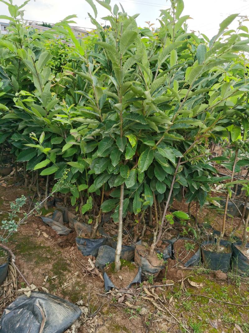 板栗树2-3分大红袍早板栗个大早熟