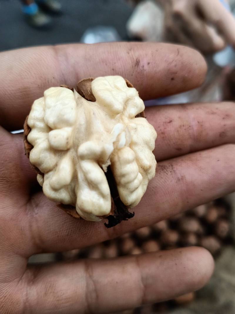 新鲜核桃