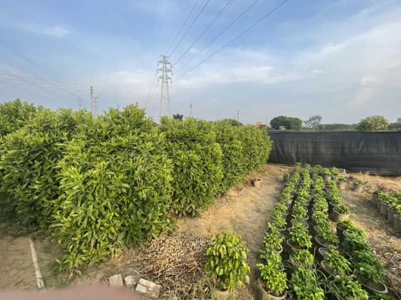 非洲茉莉灰莉全规格批发