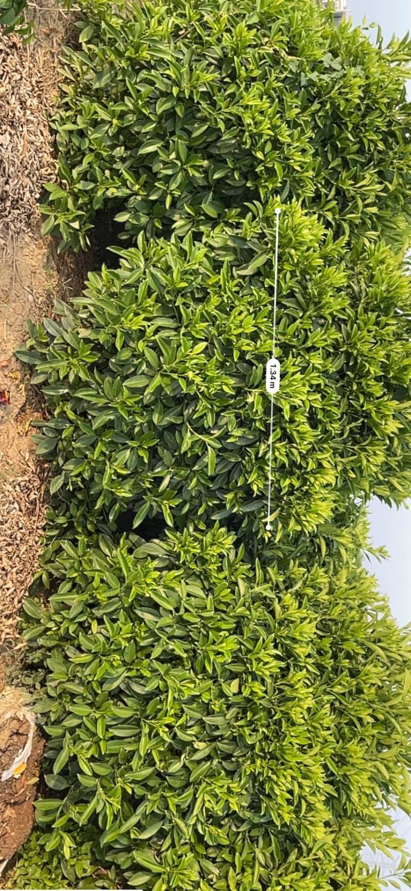 非洲茉莉灰莉全规格批发