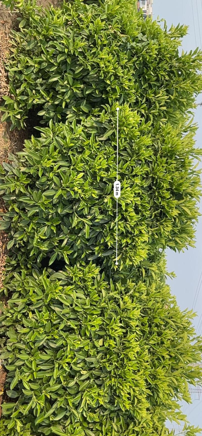非洲茉莉灰莉全规格批发