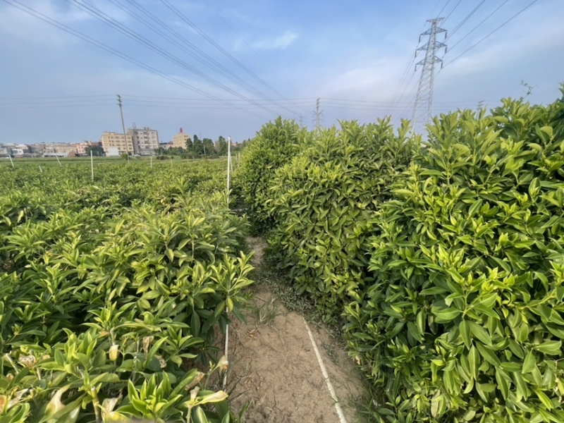 非洲茉莉灰莉全规格批发