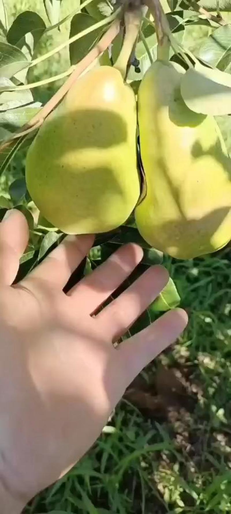 绥中三季梨，也叫巴梨，茄梨，大头梨。产地直销。一手货源