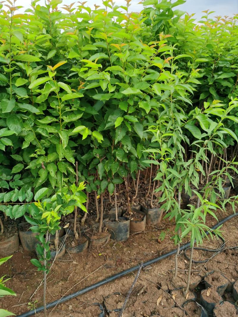 樱桃树苗2-4分粗袋装苗数量大自产自销