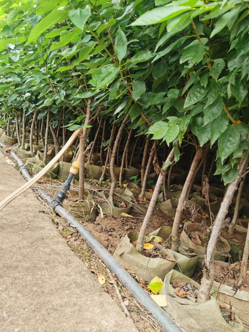 樱桃树苗2-4分粗袋装苗数量大自产自销