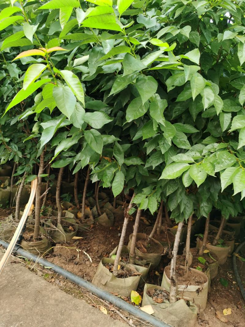 樱桃树苗2-4分粗袋装苗数量大自产自销