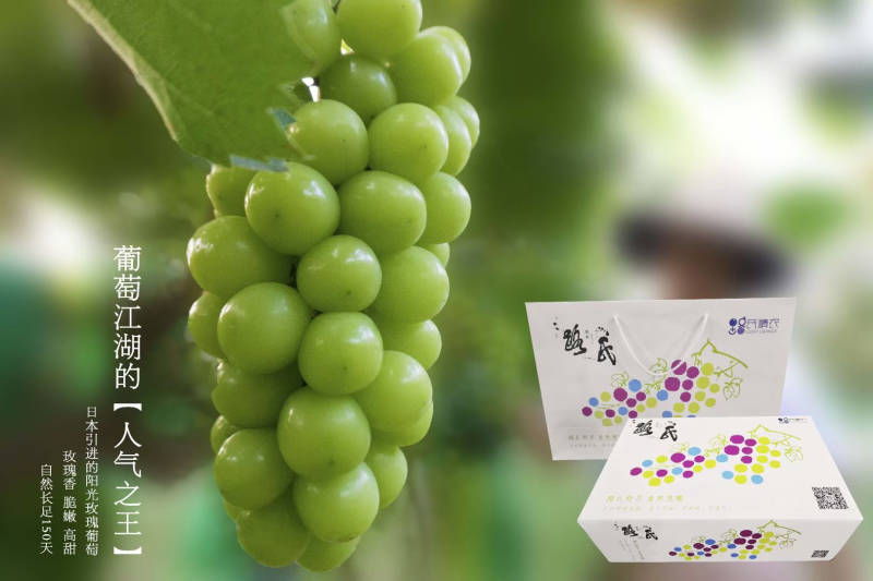 洛阳路氏精品阳光玫瑰，绿色认证富硒葡萄品质保证
