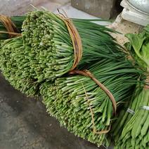 贵州黔南精品韭菜，一手货源，欢迎客服要货。