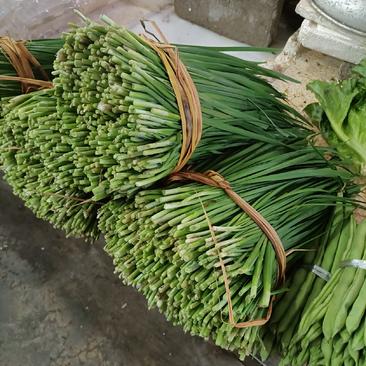 贵州黔南精品韭菜，一手货源，欢迎客服联系要货。