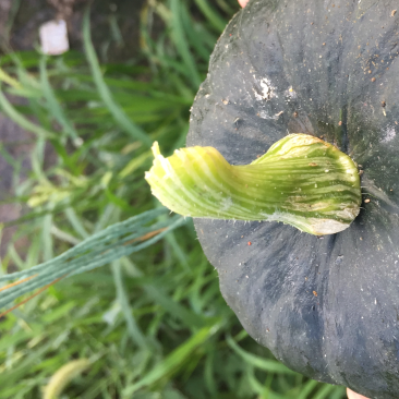 贝贝南瓜，黑粟品种，种植大户。