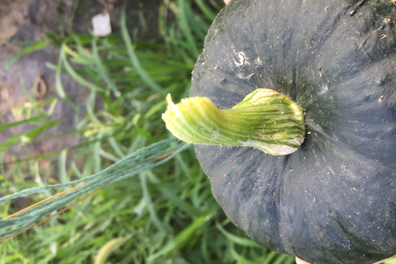 贝贝南瓜，黑粟品种，种植大户。