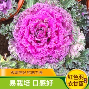 羽衣甘蓝种子春秋秋冬季特色观赏耐寒花卉花坛绿化阳台庭盆栽