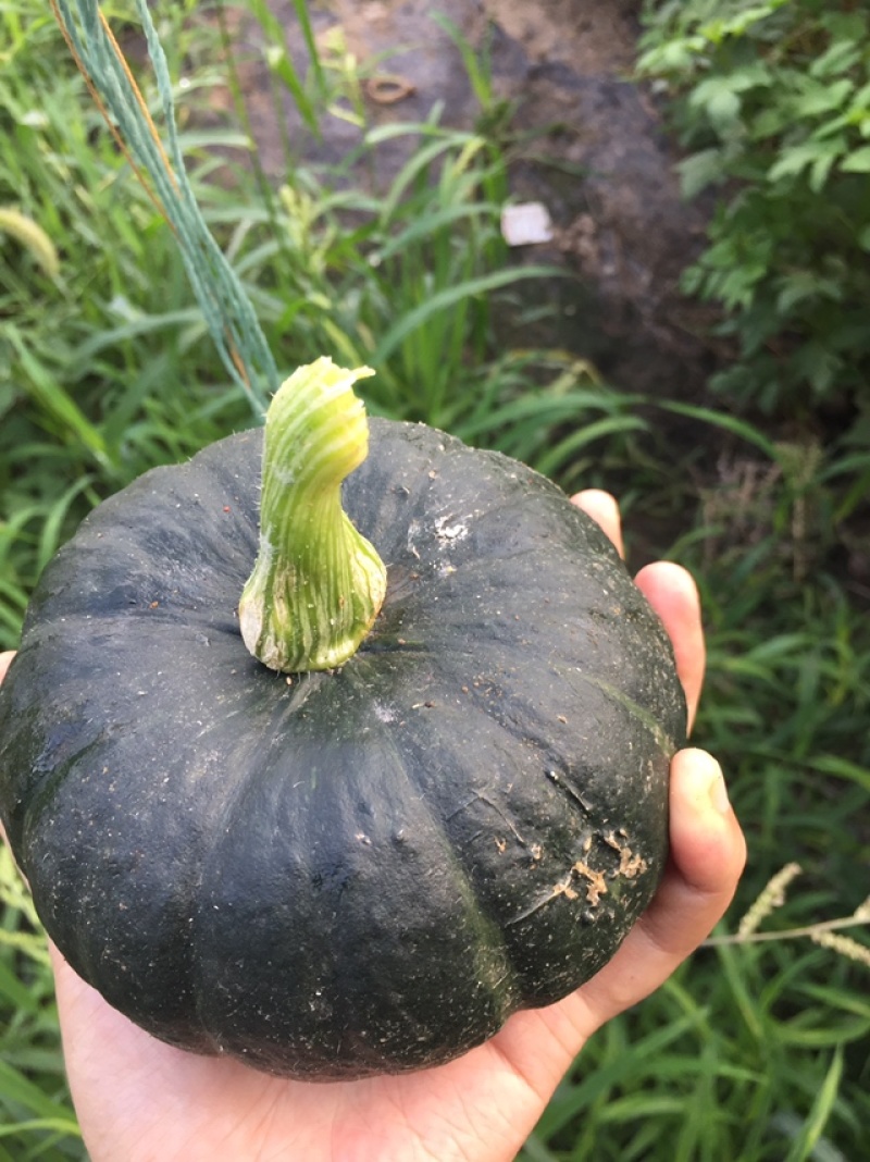 贝贝南瓜，黑粟品种，种植大户。
