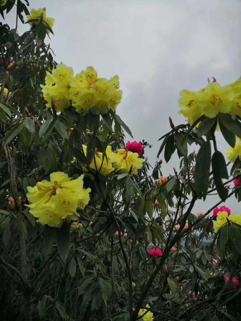 映山红（杜鹃花）千亩育苗培育基地