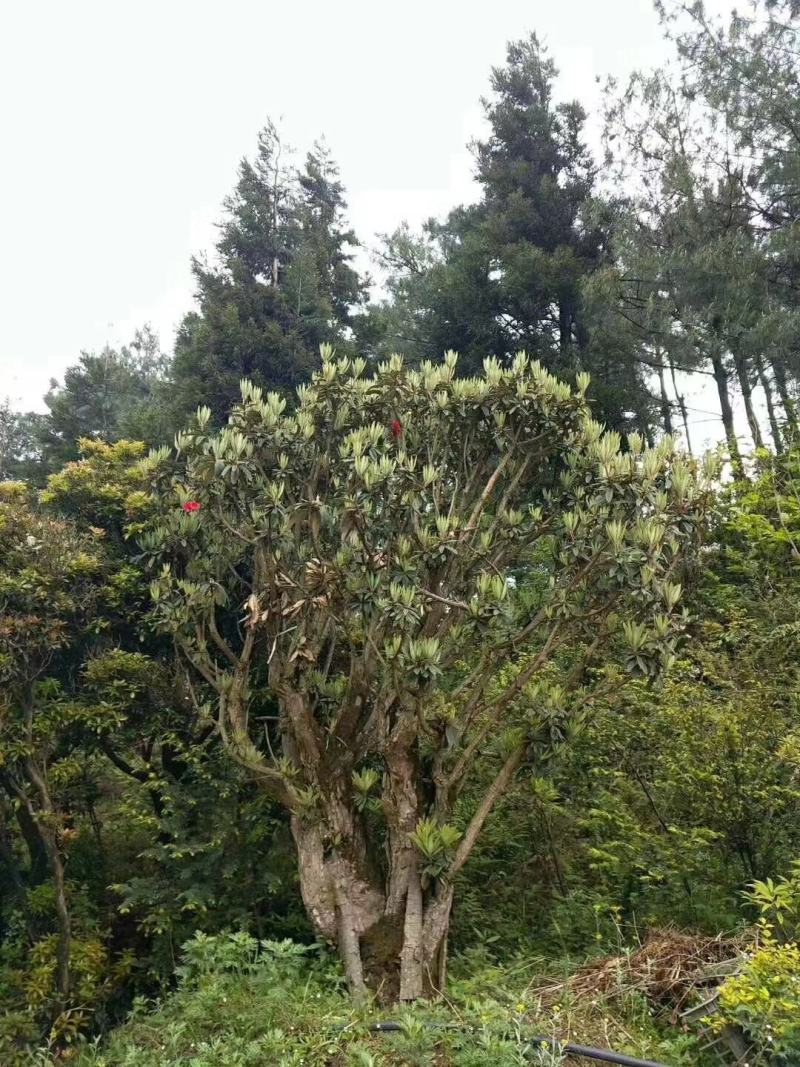 映山红（杜鹃花）千亩育苗培育基地